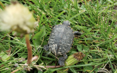 Sightseeing in Jefferson County: Wildlife Edition